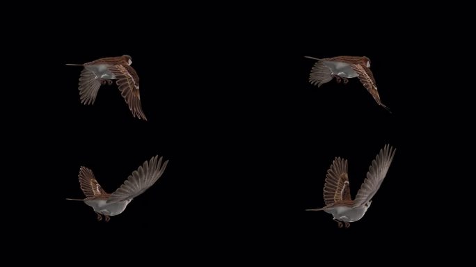麻雀鸟-飞行回路-后角视图-阿尔法频道