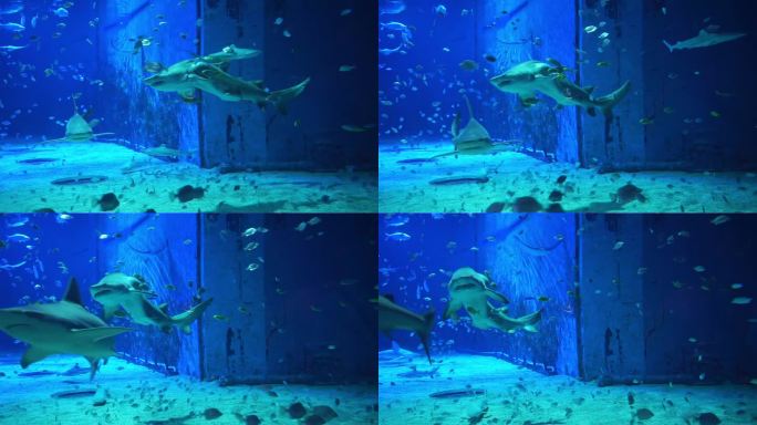北京海洋馆海底世界鲨鱼馆海洋生物生态环境