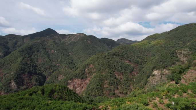 涌泉蜜橘种植基地正宗航拍山里