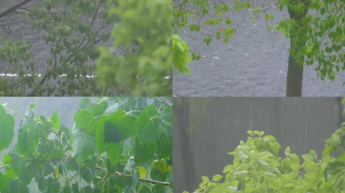 城市下暴雨倾盆大雨下雨天雨水雨滴植物树叶