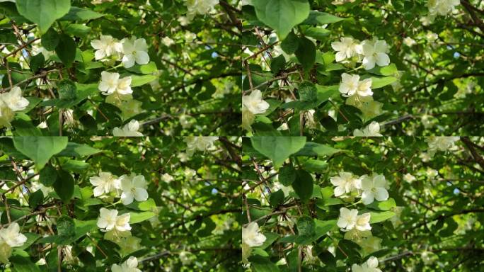 白色的茉莉花在绿叶的背景上。