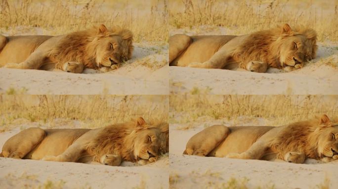 在公路上睡觉的狮子的脸特写