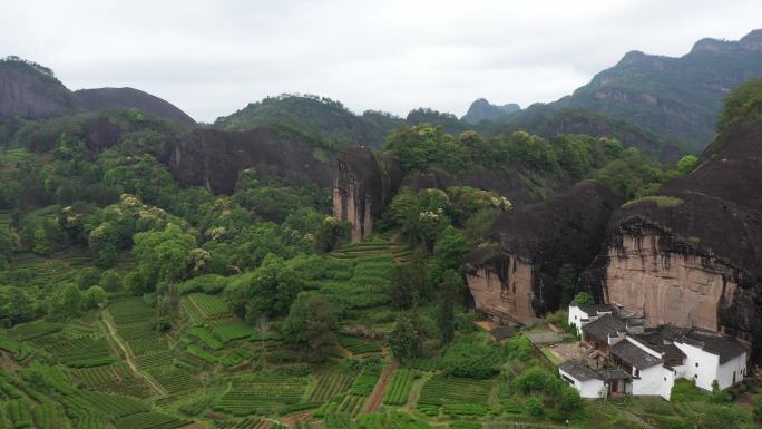 航拍武夷山茶山