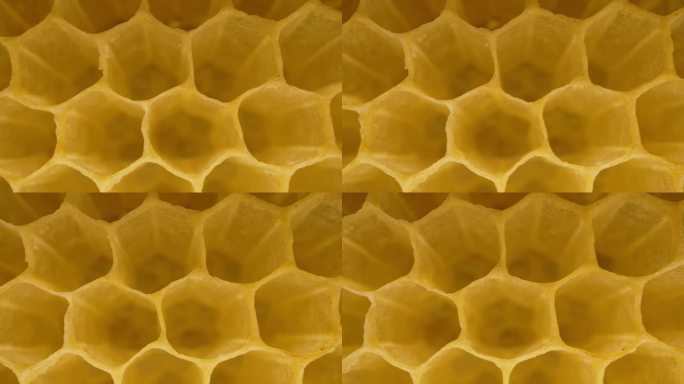 蜂窝蜂窝内的极端微距镜头。黄蜡细胞。库姆斯