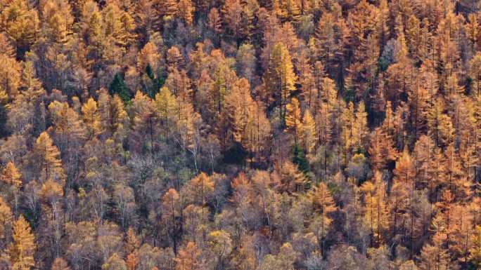 4K阿尔山秋天风景生态色彩森林自然保护区