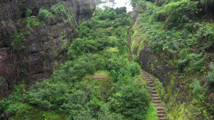 航拍武夷山茶山