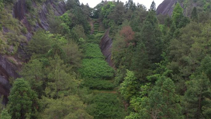 航拍武夷山茶山