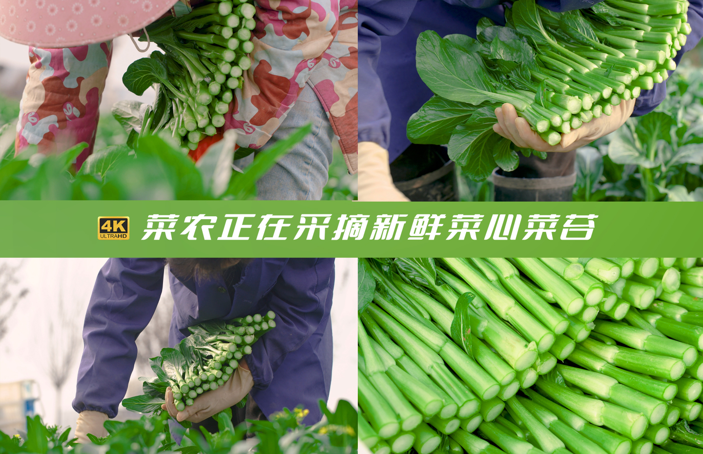 4k农民在菜地菜畦里采摘有机蔬菜菜心菜苔