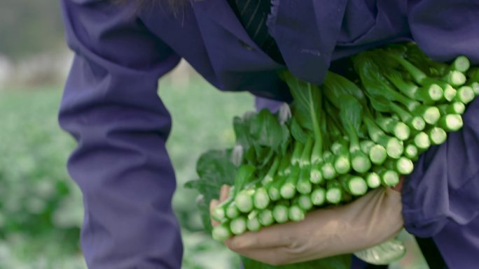 4k农民在菜地菜畦里采摘有机蔬菜菜心菜苔