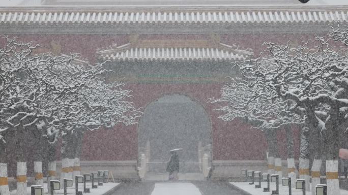 实拍北京太庙春雪玉兰花飘雪