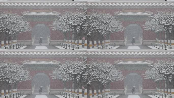 实拍北京太庙春雪玉兰花飘雪