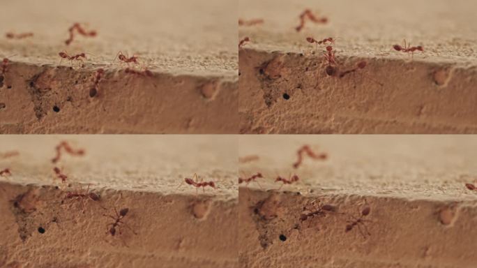 红蚂蚁在水泥地上行走