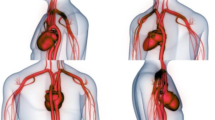人体循环系统心脏跳动解剖动画概念