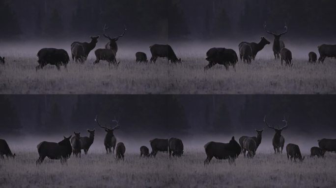 黎明时分的麋鹿群在大提顿荒野的霜冻中