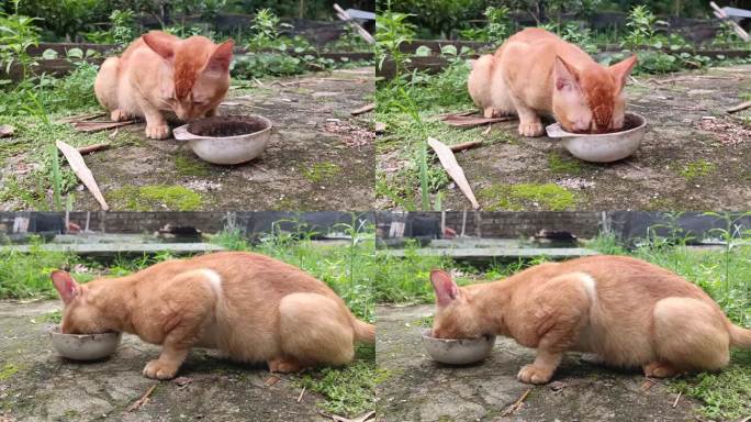 给一只可怜饥饿的橙色家猫食物，它吃得津津有味