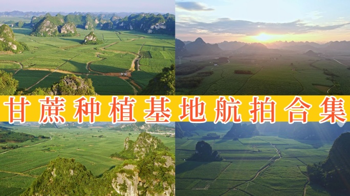 【50元】广西万亩甘蔗种植基地 8组镜头