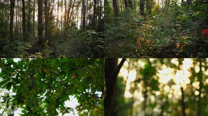夕阳阳光洒落在森林里树木