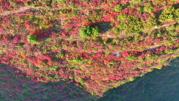 大气三峡红叶航拍