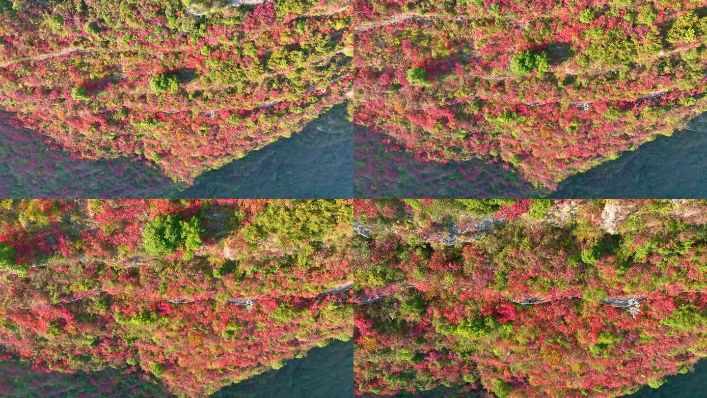 大气三峡红叶航拍