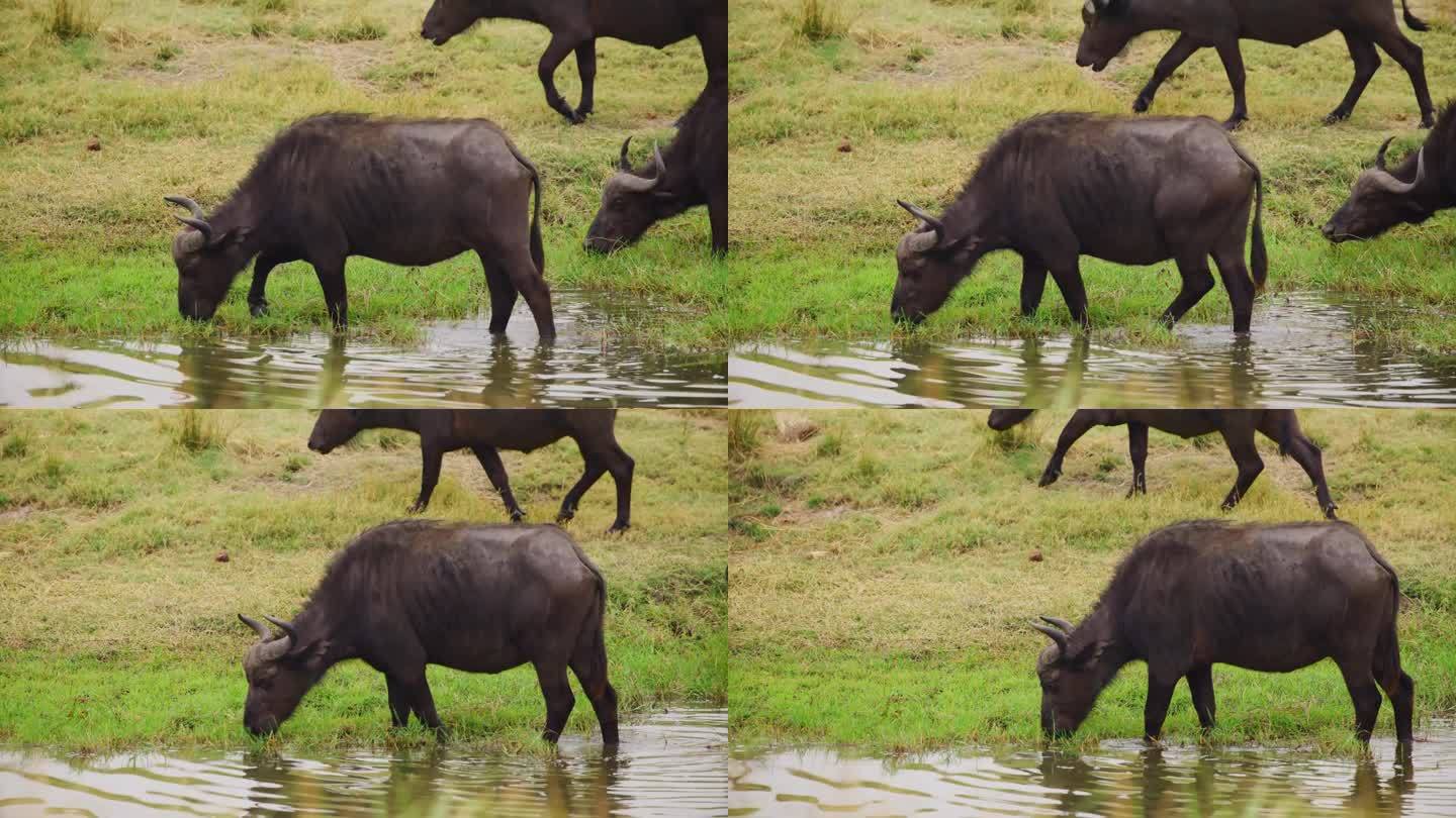 开普水牛(南非野牛)冒险饮用河水，河水里有鳄鱼随时可能发动攻击