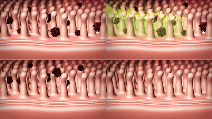肠道排毒肠道纤毛动画视频素材