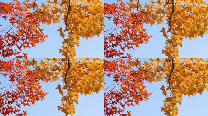 秋天枫树林红色枫叶森林树林蓝天唯美逆光