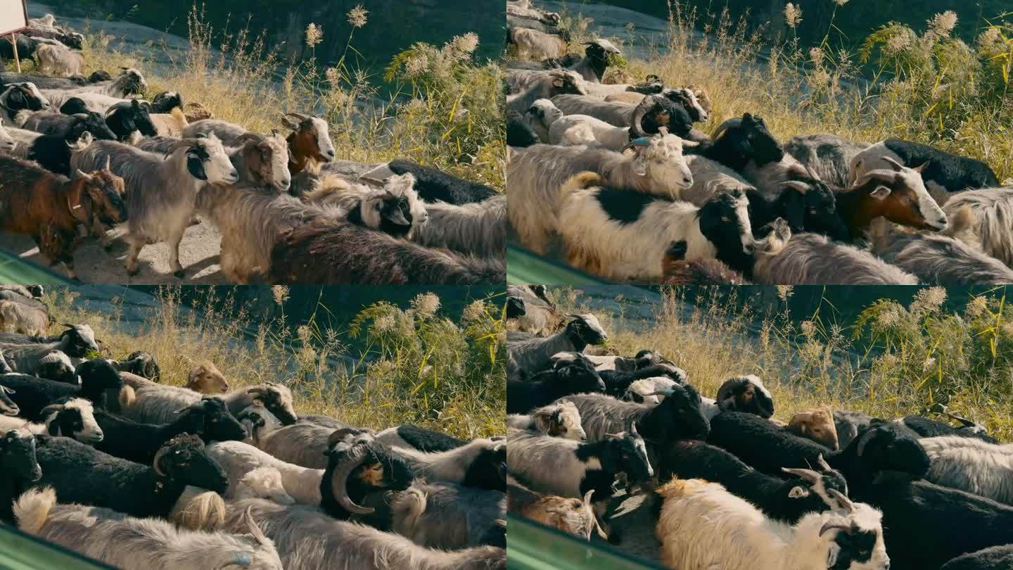 山羊走畜牧业牧场牧羊