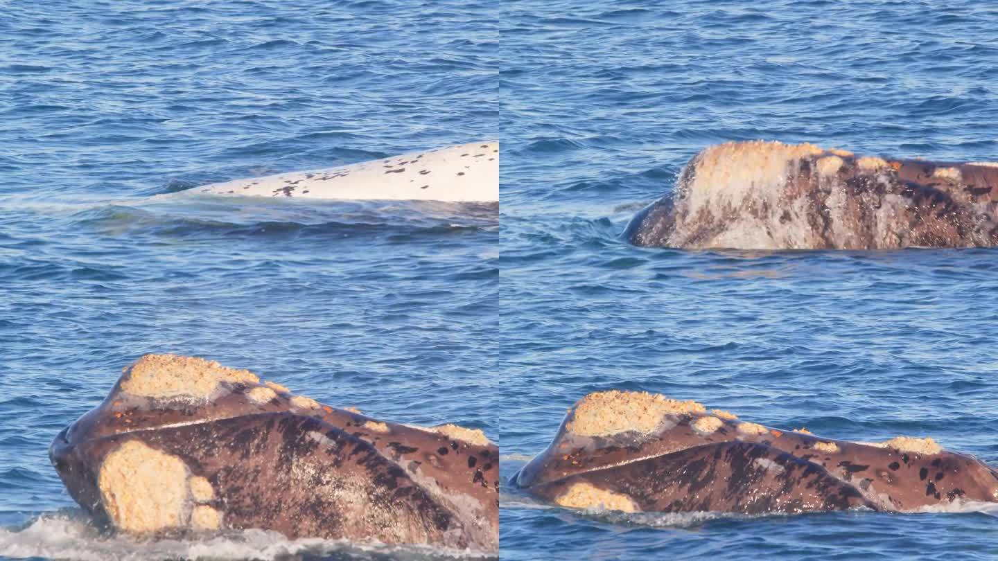 南露脊鲸在水里打滚，露出它的头，然后再次潜入水中