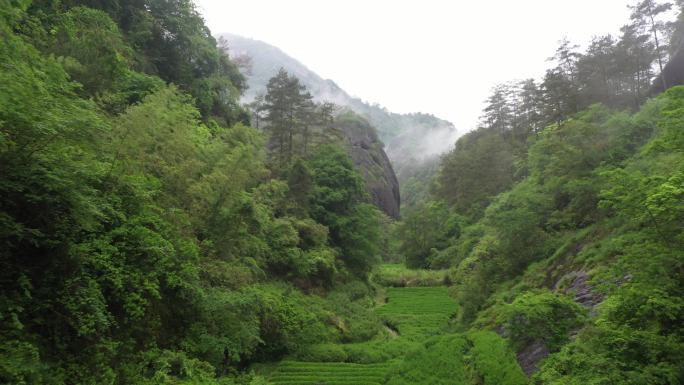 航拍武夷山茶山