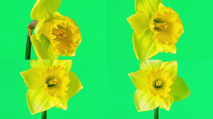 野生水仙花盛开的绿色背景在4K延时缩放电影。水仙花在动人的时光流逝中绽放。
