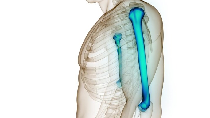 人体骨骼系统肱骨关节解剖动画概念