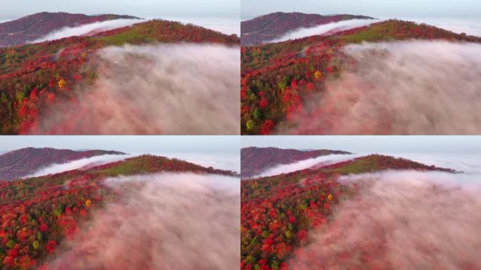 秋天五花山吉林东北秋景日出云海云雾逆光