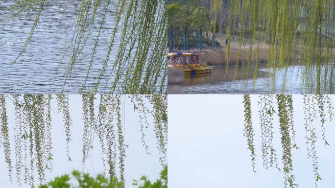 水边垂柳柳树空镜头