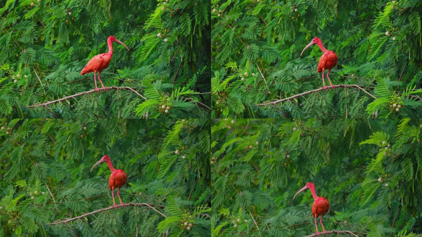 野生鸟类北美红鹮在树枝上休息进食