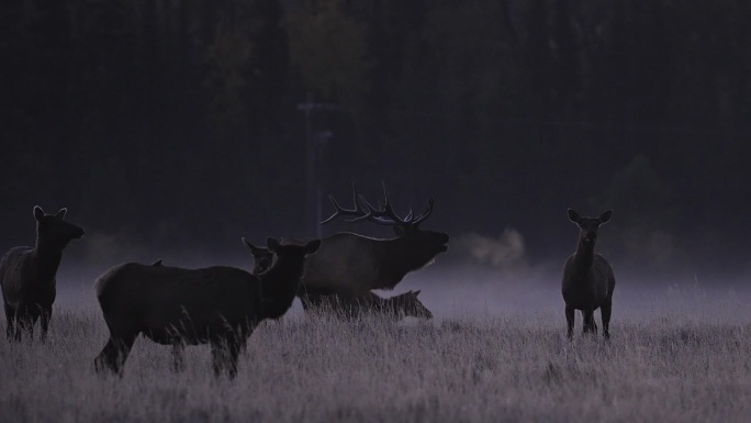 黎明时分，怀俄明的荒野里，公麋鹿呼出的蒸汽吹喇叭