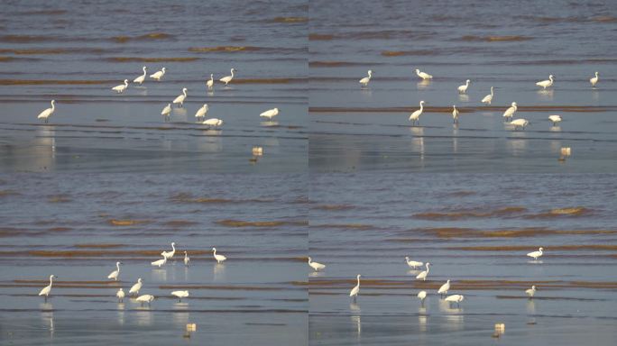 白鹭鸟在水面激流中游走寻觅食物