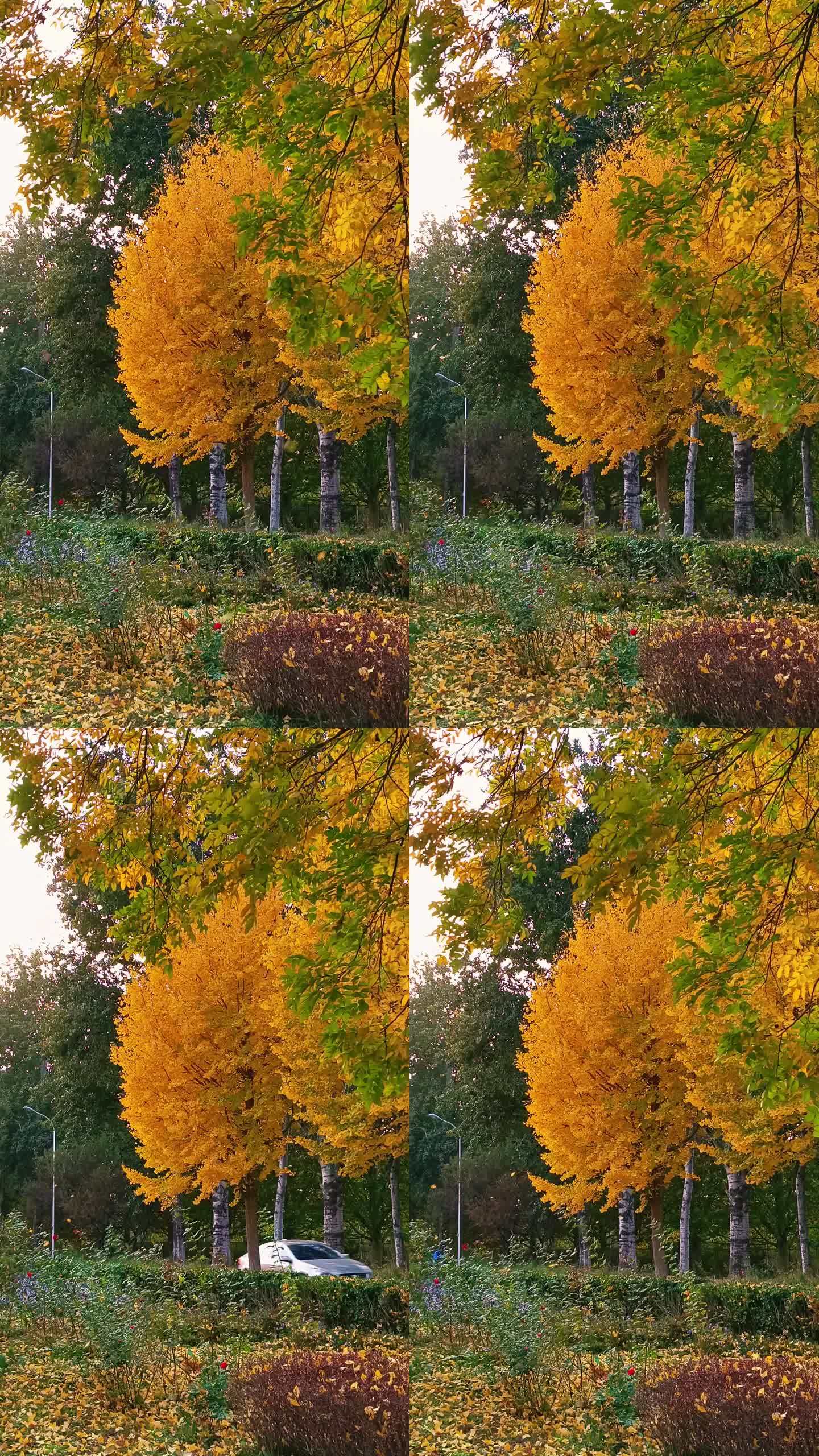 金色秋天彩色的树叶狂风落叶竖屏秋风扫落叶