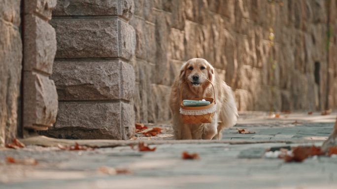 可爱的金毛犬