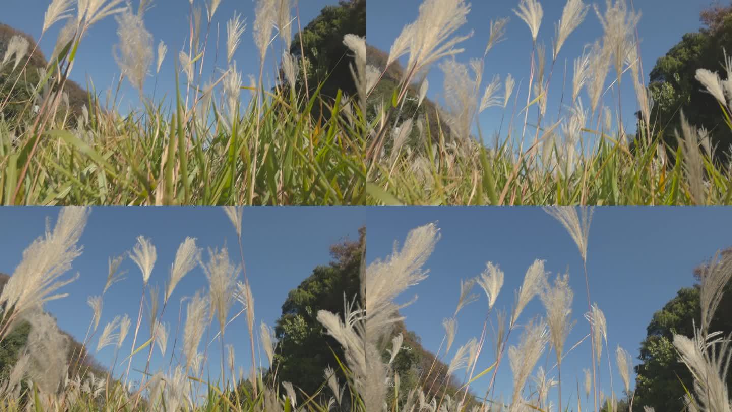 潘帕斯草原的草在风中摇曳