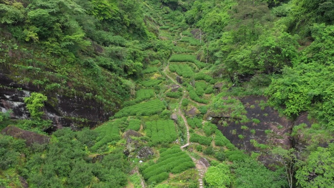 航拍武夷山茶山