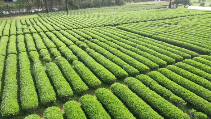 航拍武夷山茶山