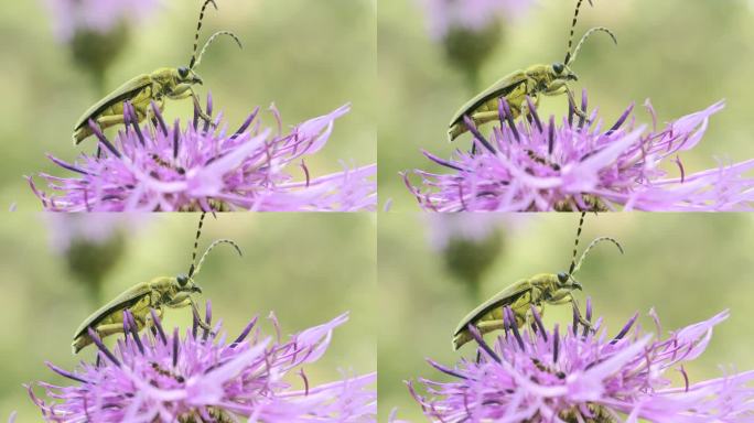 一朵茂盛的紫色花。有创造力。一朵毛茸茸的花，一只长着绿色小胡子的甲虫坐在上面扭动着它的胡须。