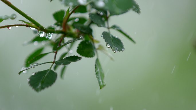月季 绿叶 细雨  19
