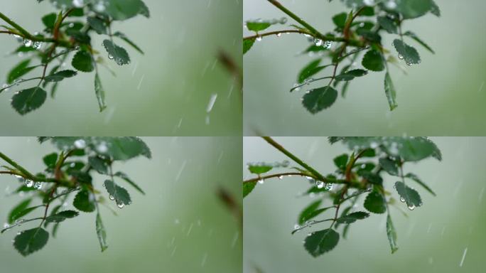 月季 绿叶 细雨  19