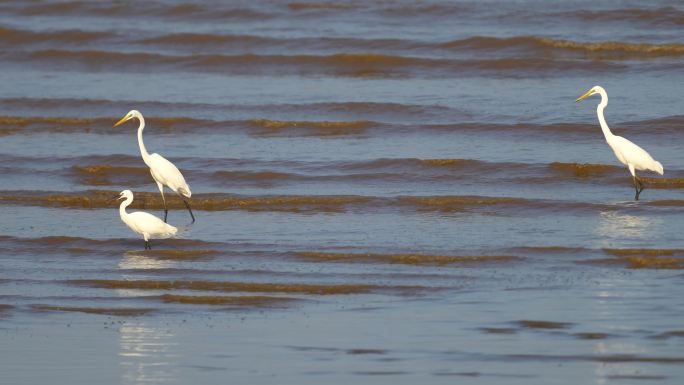 白鹭鸟在水面激流中游走寻觅食物