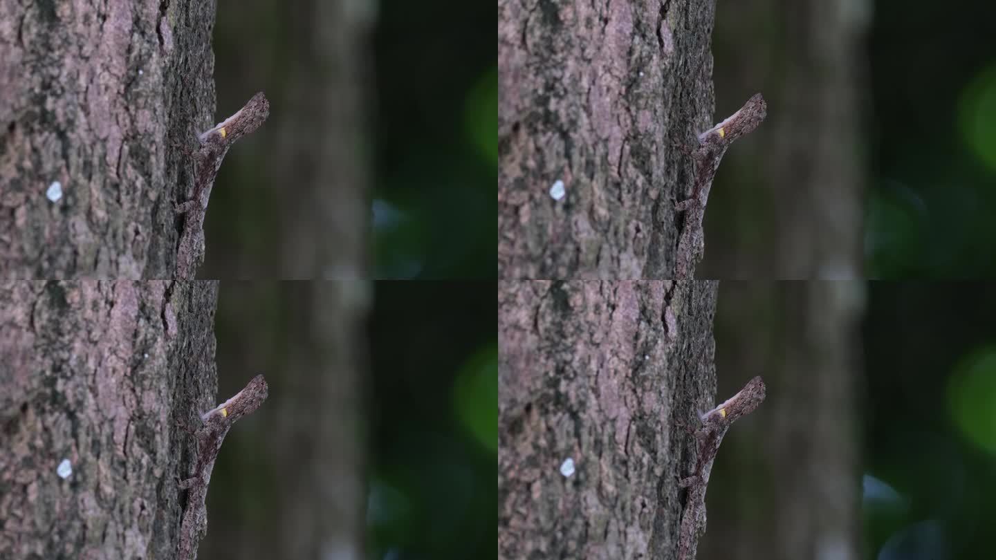 当这棵树随风移动时，相机将镜头拉近，这名男子抬头看向天空，斑点飞龙，泰国