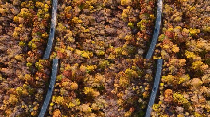 4K汽车在森林中行驶秋天自驾旅行