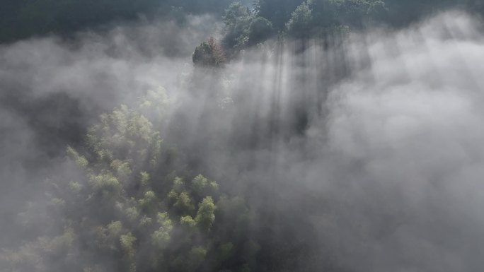 丁达尔唯美逆光云雾森林4K航拍素材