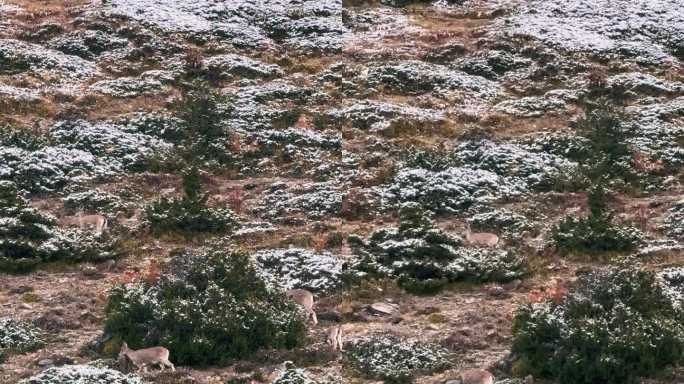 山鹿在山脉上觅食生态系统