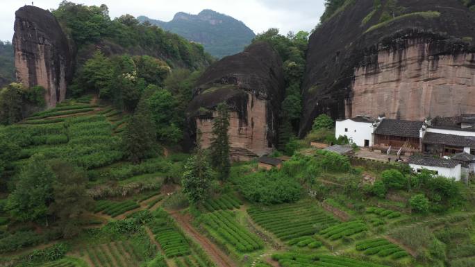 航拍武夷山茶山